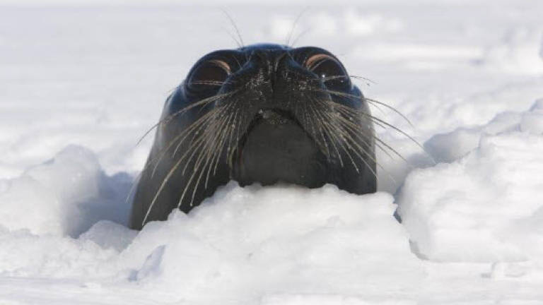 Norway scraps controversial seal hunting subsidy