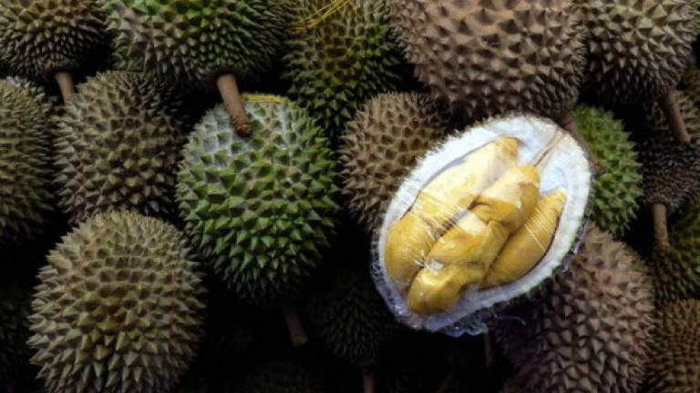 Right planting techniques produce quality 'Musang King' durians