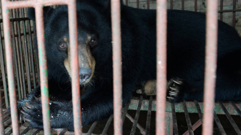 Moon bears rescued from bile farms in Vietnam