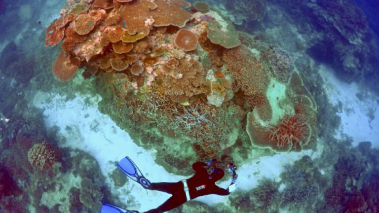 Coral transplant raises Barrier Reef survival hopes