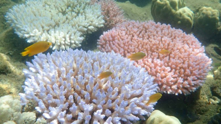 Australia pledges half a billion to restore Great Barrier Reef