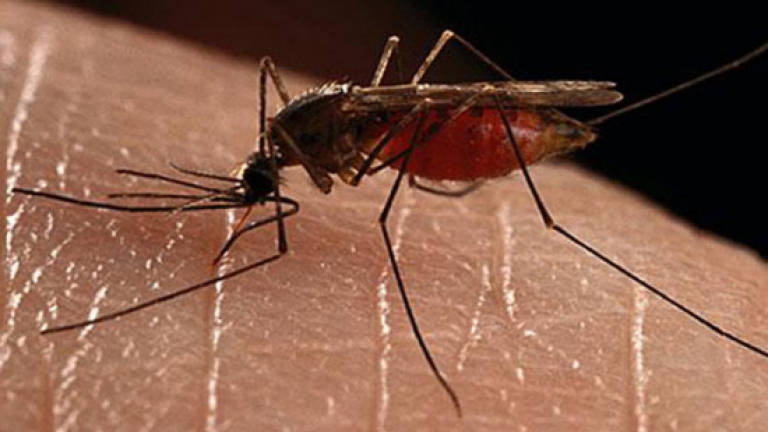 Mosquito larvae found breeding in malaria-hit Orang Asli village