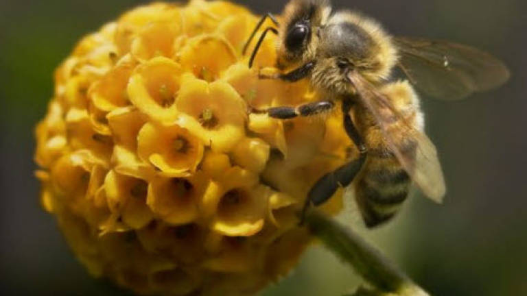 Grad student finds out where bee stings hurt the most