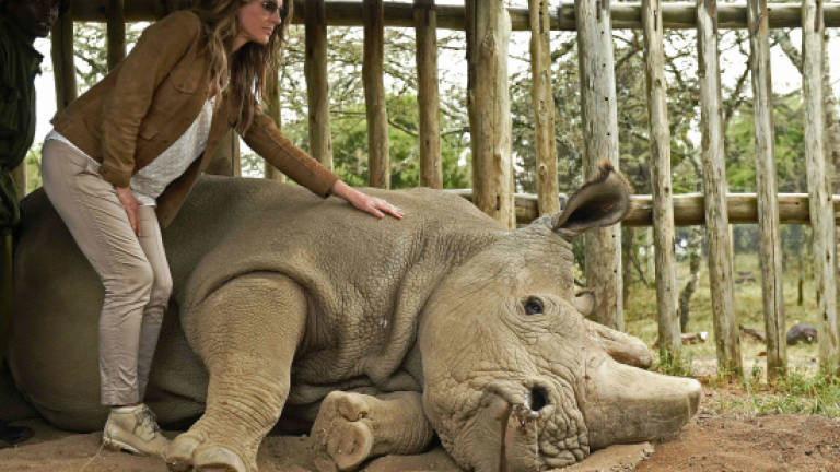 Sudan, the world's last male northern white rhino, dies aged 45