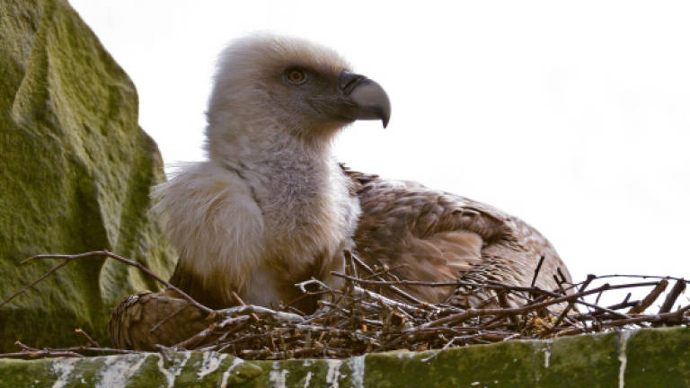 Gay vulture couple adopts egg in German zoo