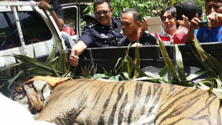 Tiger rescued from trap set for wildboars