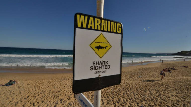Surfer mauled by shark in Australia