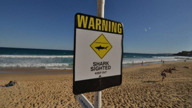 Teenage surfer mauled at Australian shark hotspot
