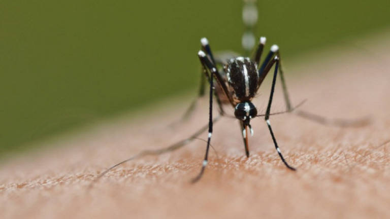 Healthcare professionals, consumers must be aware of different phases in dengue