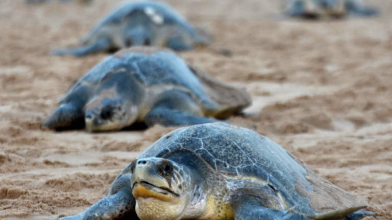 India's turtle warriors embrace mission to save threatened species