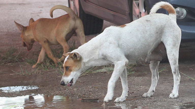 DVS open to rabies vaccination programme for strays
