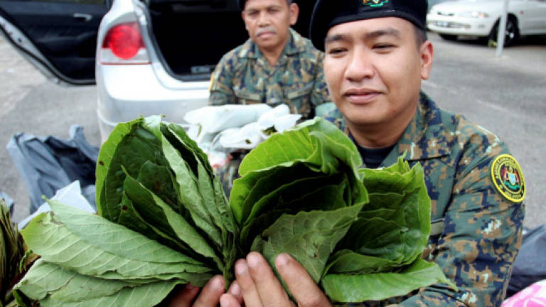 Thailand-bound ketum leaves worth RM7,500 seized