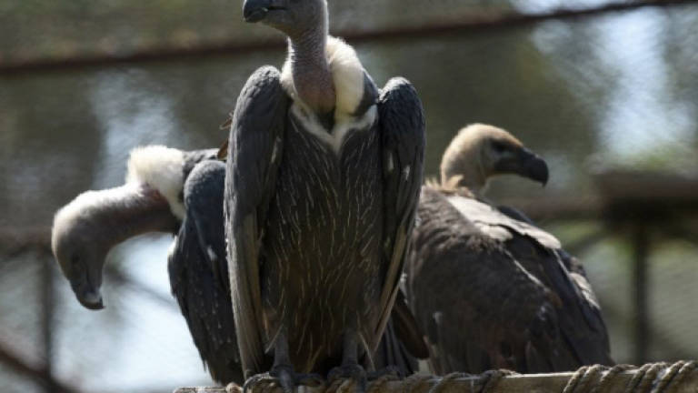 Unloved vultures fight for their survival in Pakistan