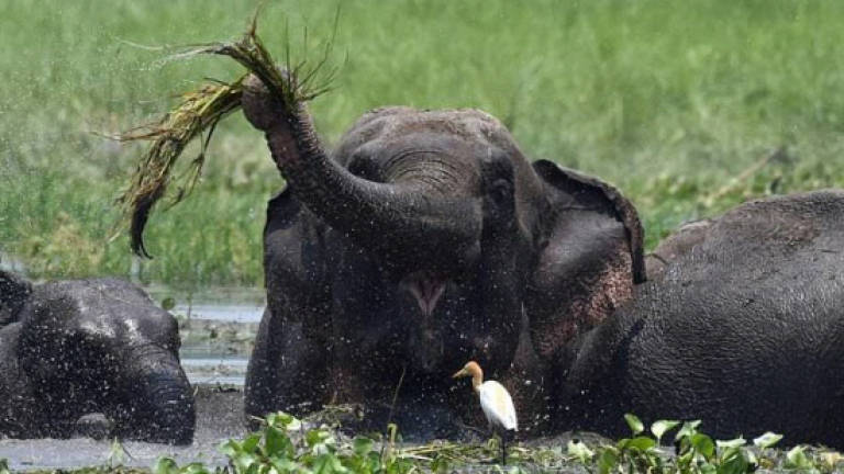 Rogue elephant tramples 15 to death in India, faces culling