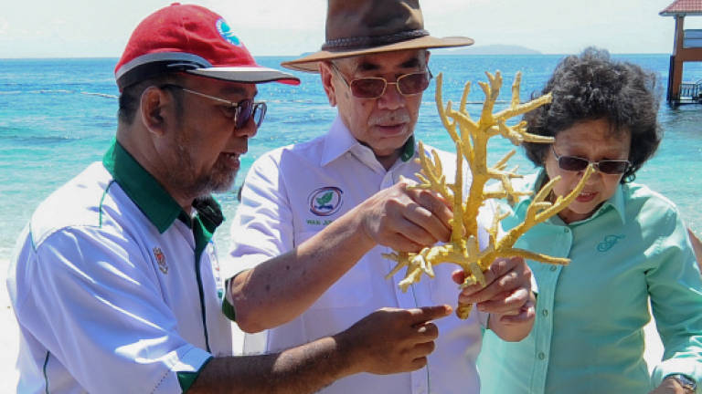 JTLM sets largest simultaneous coral planting record