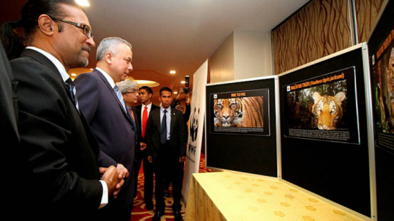Perak Sultan takes personal interest in saving Malayan tiger