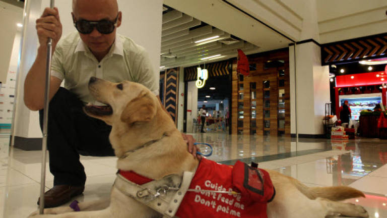 Guide dog a welcome sight