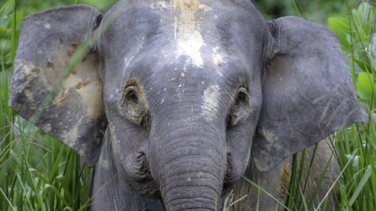 Malawi hails 'historic' relocation of 520 elephants