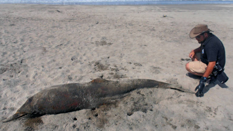 400 dolphins dead on Peru beaches