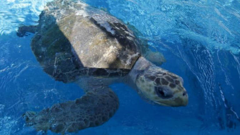 Second dead turtle found on Sabah beach