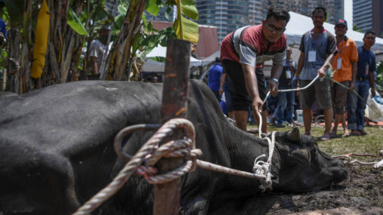 Not enough local beef during Aidiladha: LPP chairman