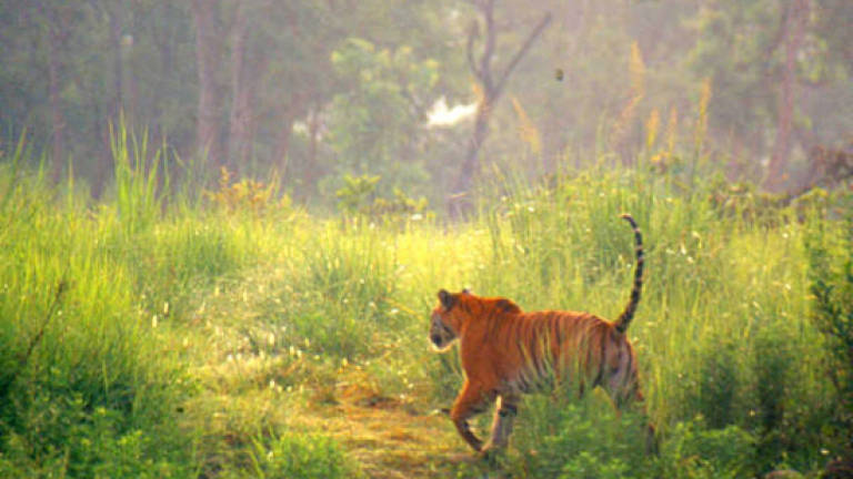 India tiger hunters on stakeout for 'hungry' man-eater