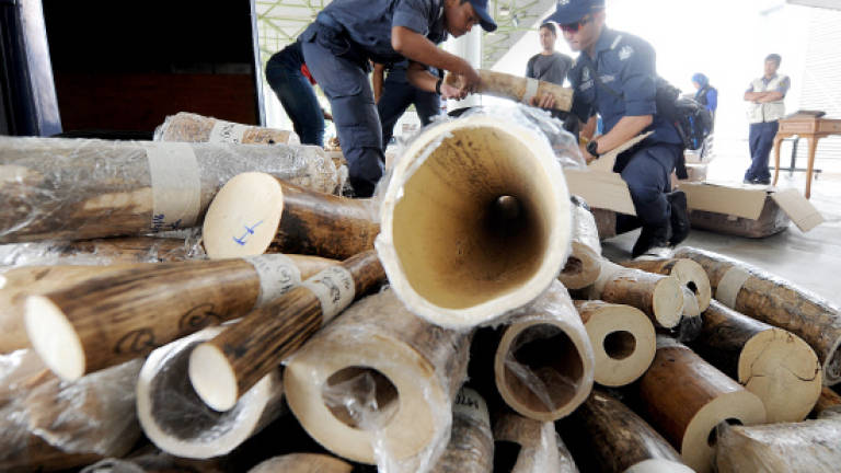 KLIA customs seize 111kg of ivory tusks
