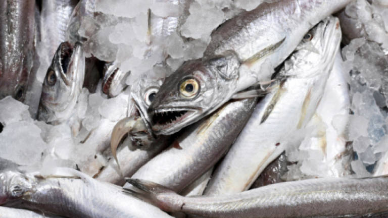 Mercury in fish could increase risk of ALS, study finds