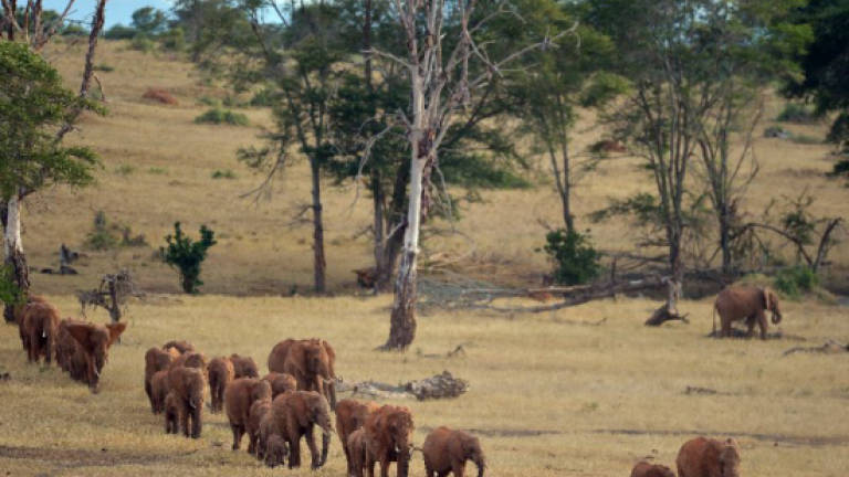 Elephants hide by day, forage at night to evade poachers