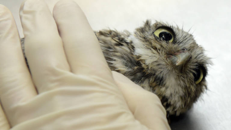Acupuncture helps sick owls return to wild in Spain