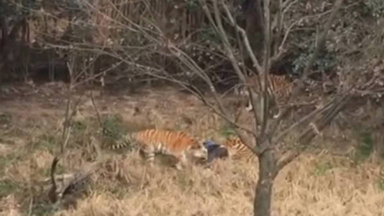 (Video) Tiger kills man in zoo as horrified visitors watch