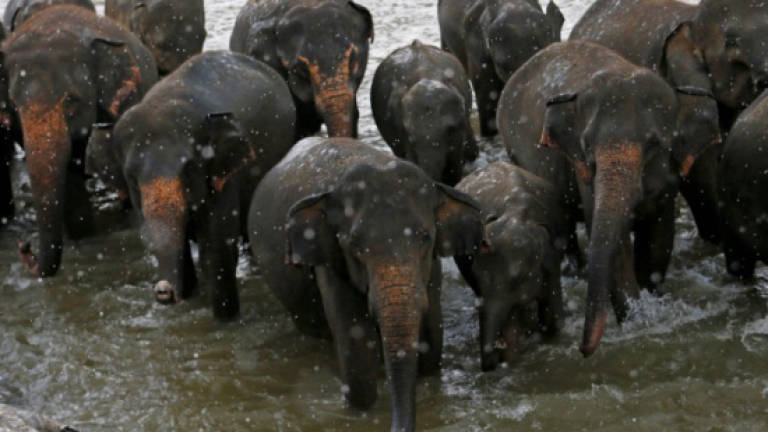 Five arrested over elephant killing in Sri Lanka