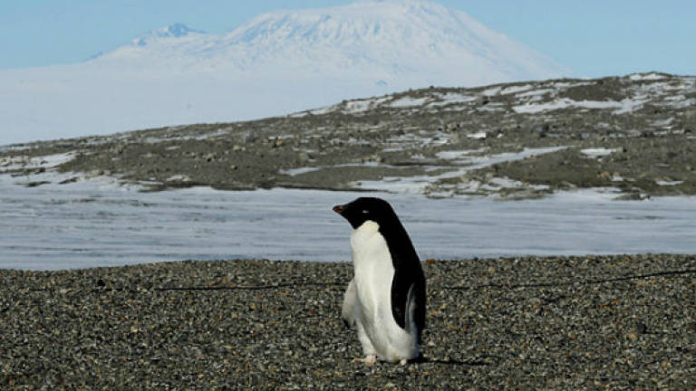 Thousands of penguin chicks starve in Antarctica