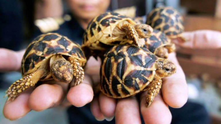 Two India nationals get two years jail for illegally keeping tortoises