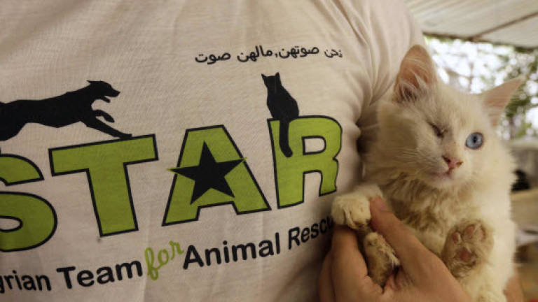 Shelter lends helping paw to animal victims of Syria war