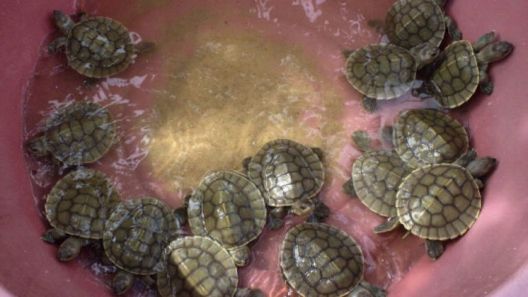 Cambodia's last Royal Turtles on verge of extinction