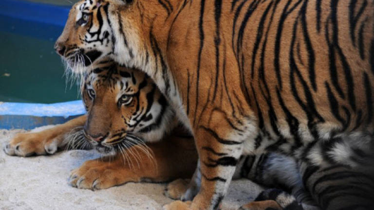 Female zookeeper dies in UK tiger 'freak accident'