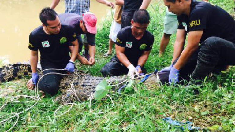 No more dog meat for 'Olog-Olog' the croc following capture by Sabah Wildlife