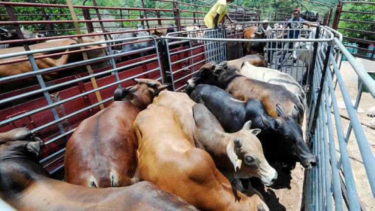 PM donates 12 cows for 'ibadah korban' organised by Pekan Umno