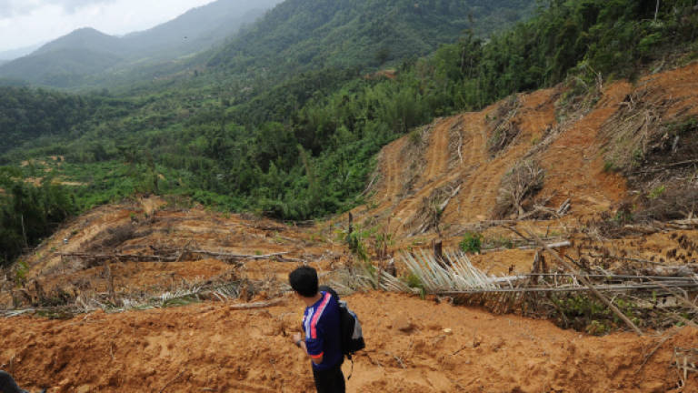 ‘Land clearing causing environmental damage’