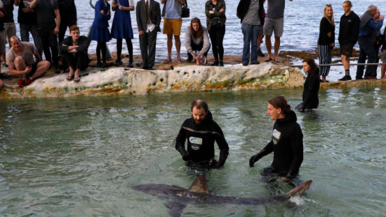 'Fluffy' the great white shark heads back to sea