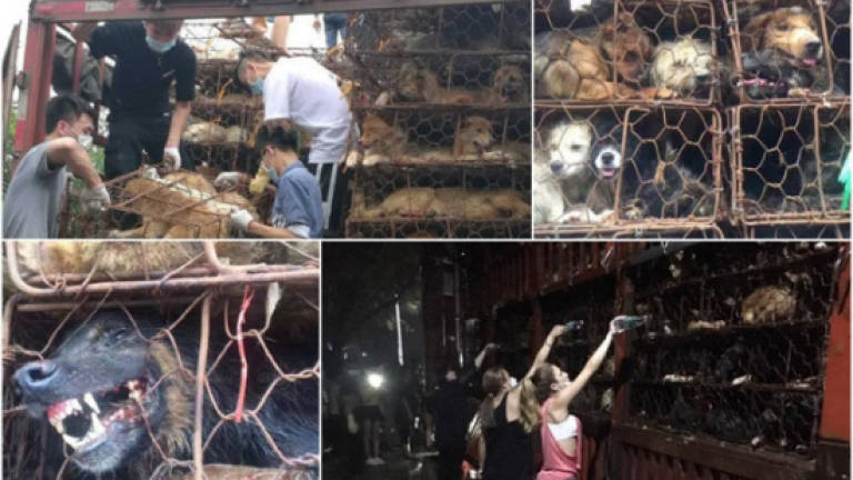 Activists rescue 1,200 dogs to be slaughtered for Yulin festival