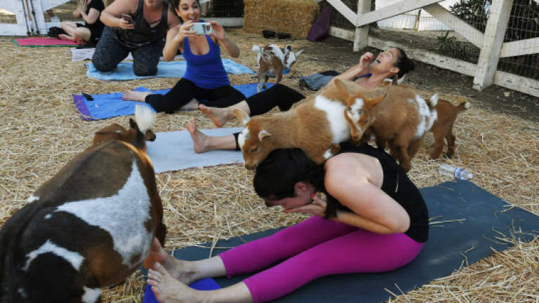 Yoga with goats craze takes off in US