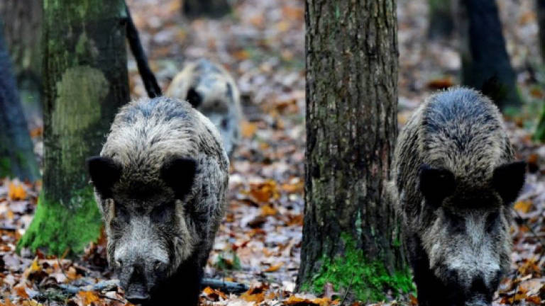 The new Berliners: Wild boars thrive in German capital
