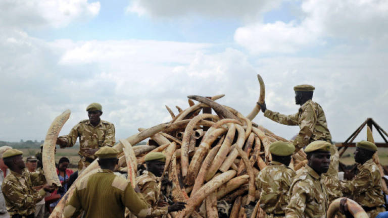 China to ban ivory trade by end of 2017