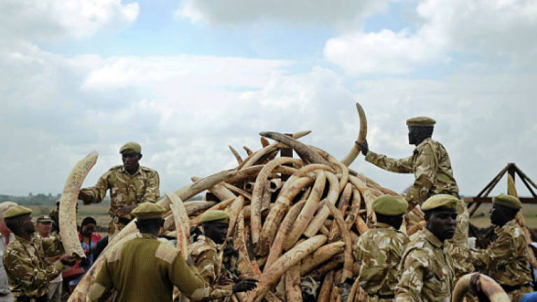Chinese buyers fuelling ivory surge in Laos, report says