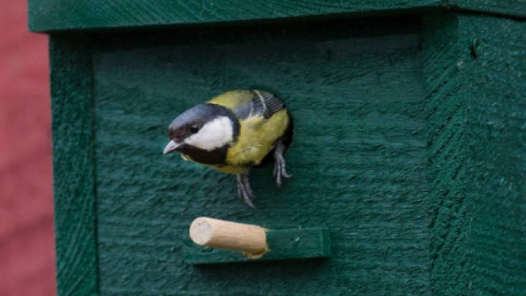 Birds' beaks may evolve to better reach backyard feeders