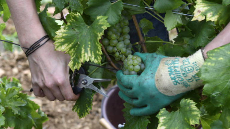 Rain, hail and drought: Organic French winemakers feel the pinch