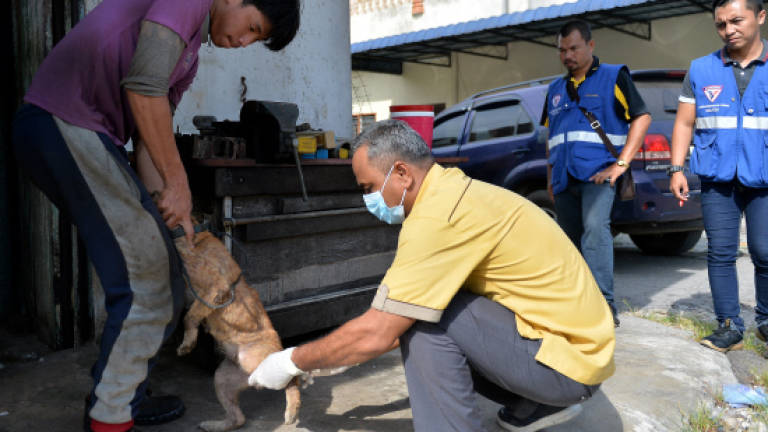 Sarawak confirms fifth victim of rabies (Updated)
