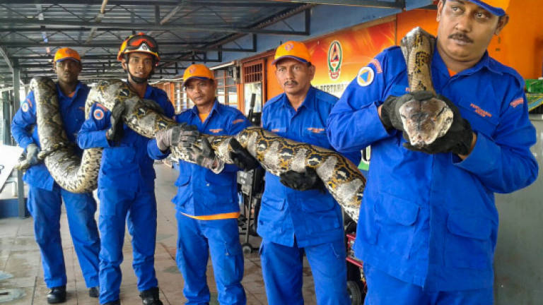 Bagan Datuk APM helps to catch 48 snakes between January and May